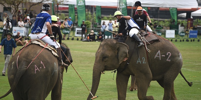 Thaïlande: du polo à dos d`éléphants en plein coeur de Bangkok
